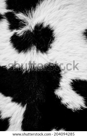 cow skin _ design texture background