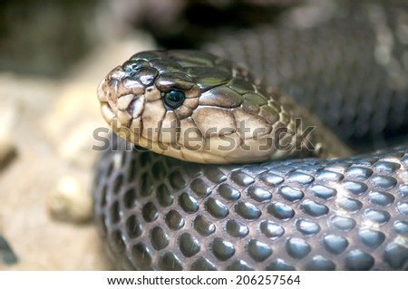 Monocellate cobra - poisonous snake closeup