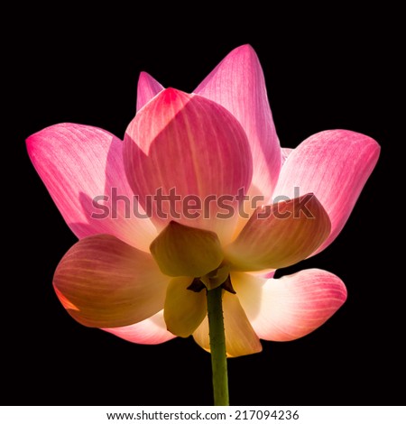 lotus flower isolated on black background - water pond blooming