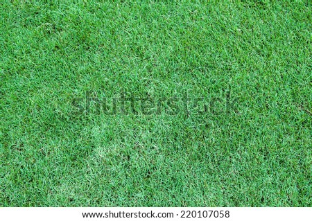 texture of green grass - lawn field meadow backdrop