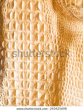 crocodile skin - design  fashion colorful details texture quality