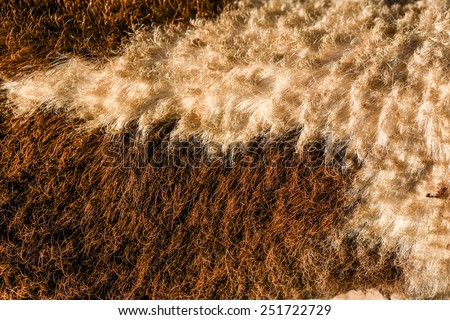 fur skin - real genuine animal brown hair closeup background
