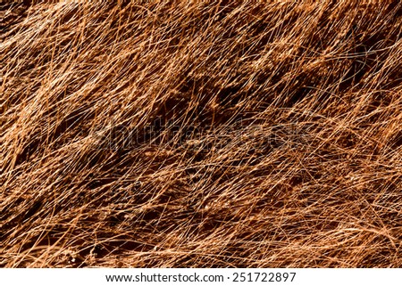fur skin - real genuine animal brown hair closeup background