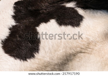 cow skin texture - real genuine animal hair closeup background