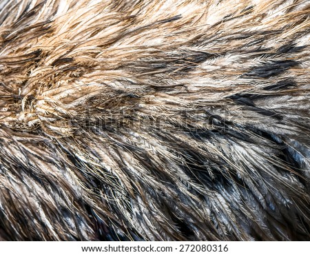 Emu fur - genuine real hair feather bird animal gray background