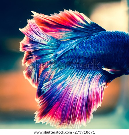 tail of fighting fish - colorful siamese aggressive water tropical animal