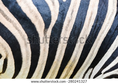 zebra fur texture - genuine details stripes gray background