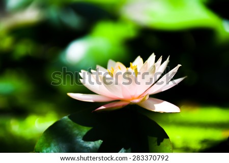 blooming lotus in the pond with morning light