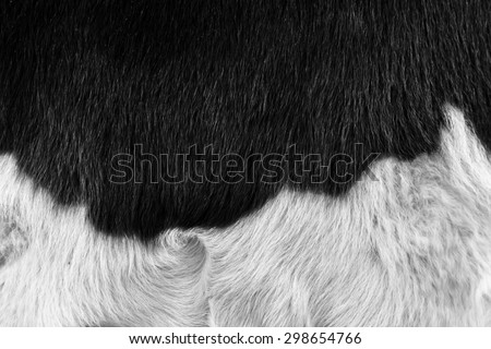 cow skin texture - closeup fur fashion black and white background