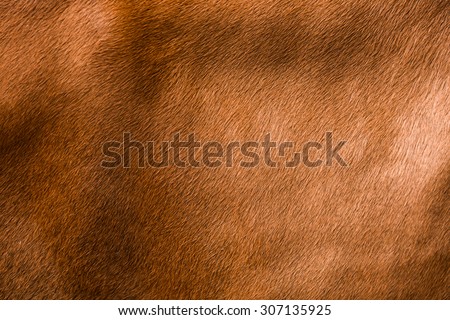 animal skin - genuine texture cow brown grey background