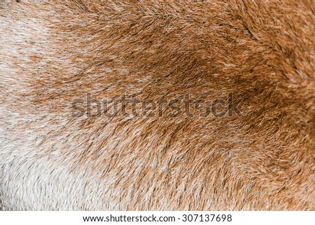 animal skin - genuine texture cow brown grey background