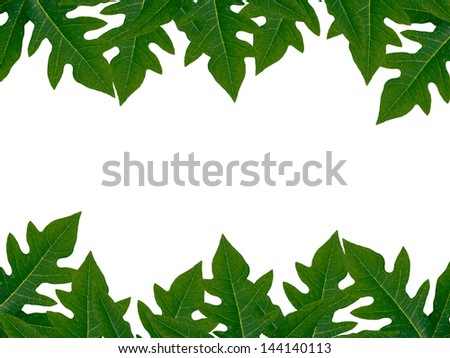 The leaves of Frame papaya leave