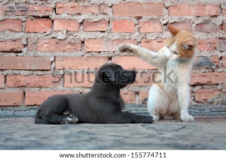 Cat Training A Puppy