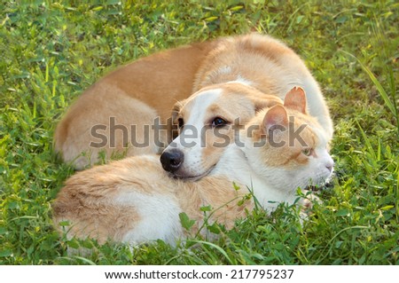 red-haired cat sleeps with a red-haired dog on a green lawn