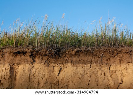 cross-section in the soil
