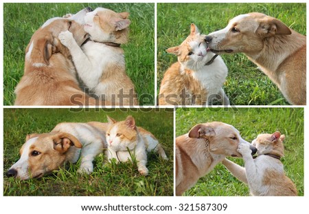 Set of photos about friendship ginger cat and dog
