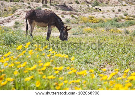 The brown donkey eating grass in the field.