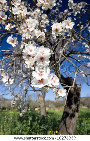 Almond tree with blossom.