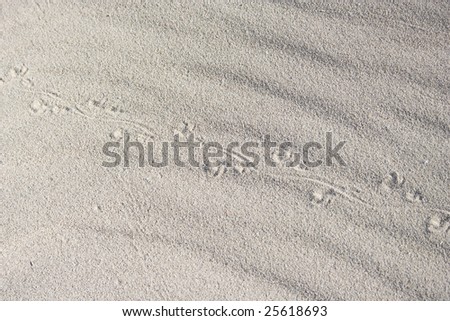The lizard footprint on the beach with nice texture.