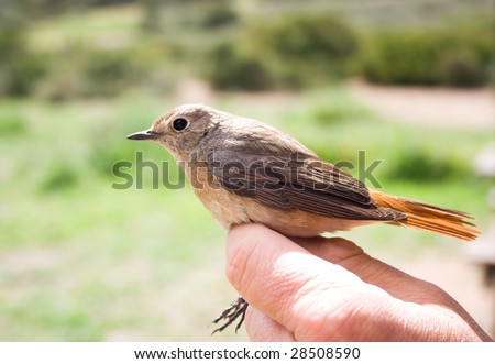 The female Redstart being held on hand.