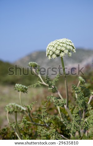 The Wild Carrot flourishing in the spring.