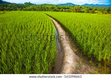 It is a view of rice plants in the open farm that can generally be seen in the rural area in Thailand surrounded by mountains.