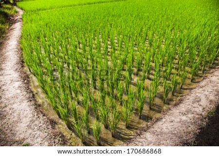 It is the pathway in the farm of rice that can be generally seen in the rural area in Thailand.