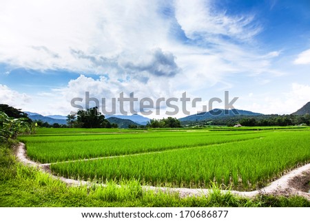 It is a view of rice plants and pathway in the open farm that can generally be seen in the rural area in Thailand. The plants field is surrounded by the beauty of nature.