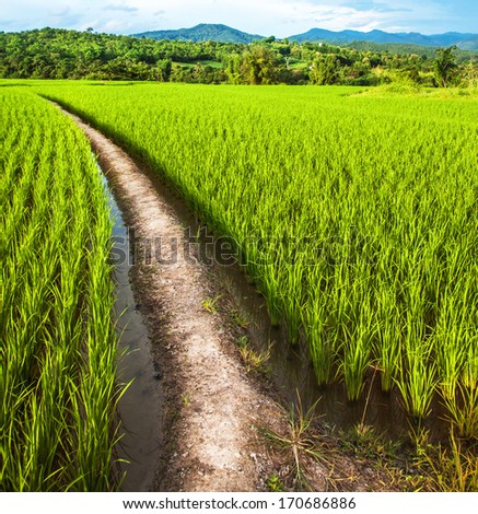 It is a view of rice plants and pathway in the open farm that can generally be seen in the rural area in Thailand.