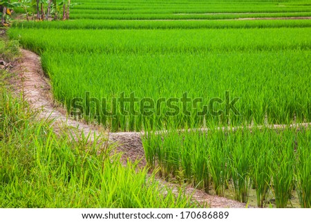 It is the farm of rice that can be generally seen in the rural area in Thailand.