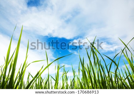 It is a worm\'s eye view of the grass and the clear blue sky