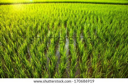 It is a view of rice plants in the open farm that can generally be seen in the rural area in Thailand.