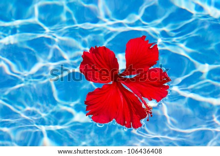 Red Hibiscus flower on the water