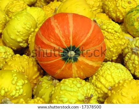 EL TOPIC DE OBI WAN KENOBI - Página 8 Stock-photo-bright-pumpkin-collection-autumn-juckerfarmart-zurich-17378500