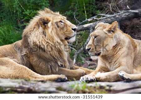 Lion family in the Zurich Zoo