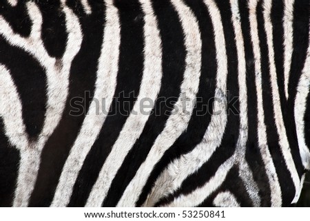 Closeup of a zebra pattern with black and white stripes
