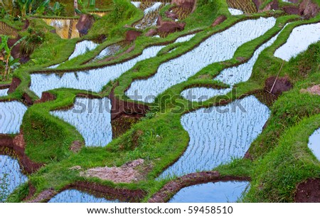Reflection of the sky on the rice field covered with water