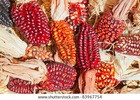 Decorative corn on the autumn market