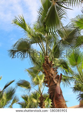 Palm garden in the Riyadh city, Saudi Arabia