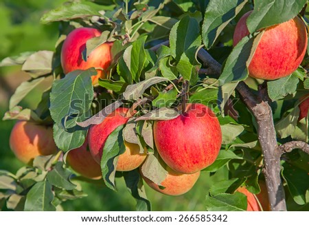 Apple garden full of riped red apples