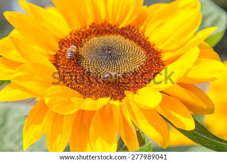 Sunflower heads with bees collecting honey