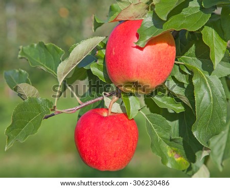 Apple garden full of riped red apples