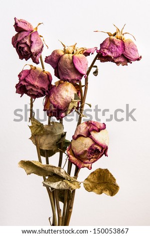 The old roses The old roses