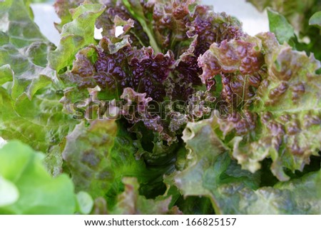 Vegetables Non Toxic   salad close-up in Thailand garden