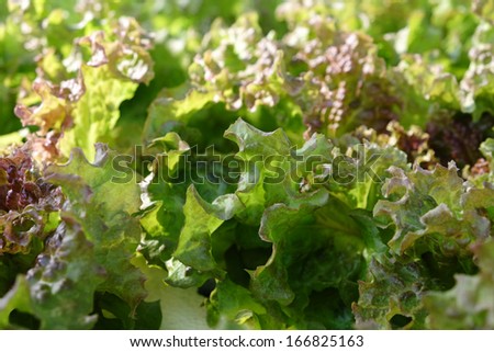 Vegetables Non Toxic   salad close-up in Thailand garden