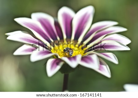 Purple chrysanthemum close up and bee