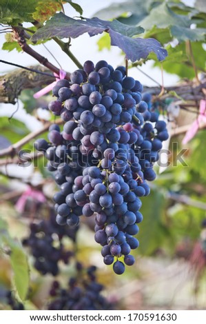 purple red grapes with green leaves on the vine  fresh fruits