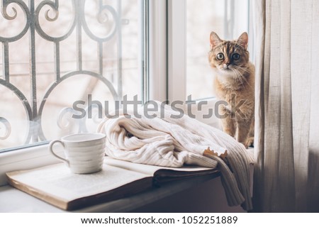 Warm and cozy window seat with opened book, sweater and coffee. Winter weekend with cat at home. Cozy scene, hygge concept.