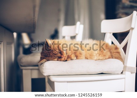 Ginger cat sleeping on a chair in the kitchen