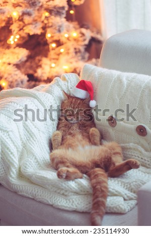 Lovable ginger cat wearing Santa Claus hat sleeping on chair near Christmas tree at home